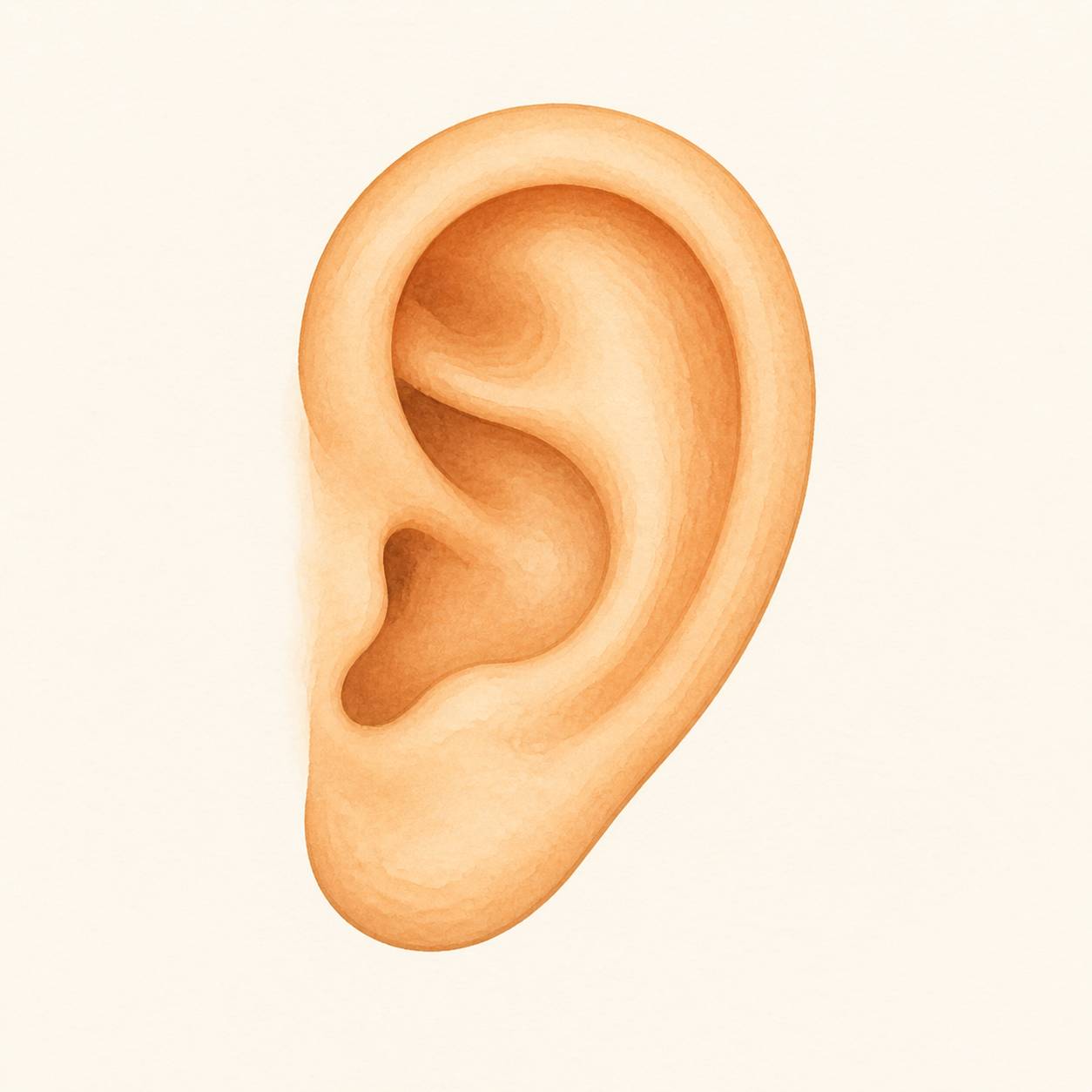 A simple human ear shown from the side.